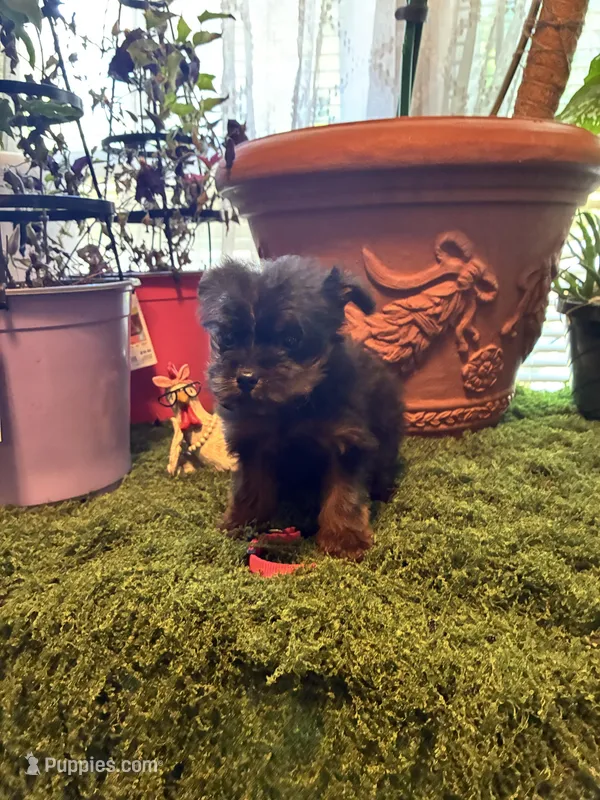 Pepper – Yorkshire Terrier puppy for sale in Havelock, NC