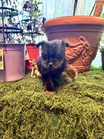 Pepper, a female Yorkshire Terrier for sale in Havelock, NC – Photo 3 of 7