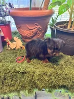 Pepper, a female Yorkshire Terrier for sale in Havelock, NC – Photo 2 of 7