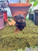 Pepper, a female Yorkshire Terrier for sale in Havelock, NC – Photo 7 of 7