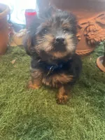 Boy 1, a male Yorkshire Terrier for sale in Havelock, NC – 2 of 2