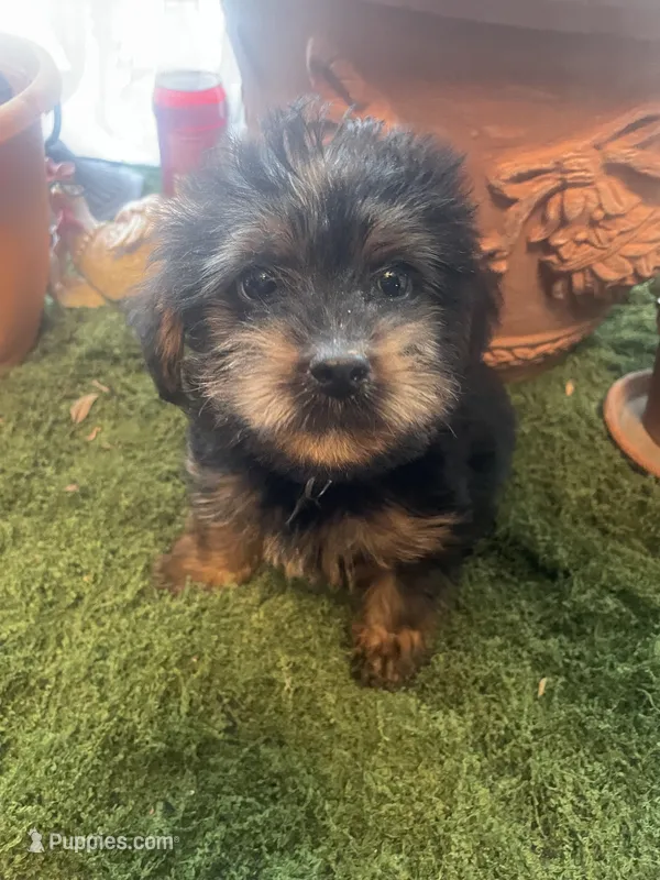 Boy 1 – Yorkshire Terrier puppy for sale in Havelock, NC