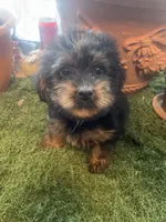 Boy 1, a male Yorkshire Terrier for sale in Havelock, NC – 1 of 2