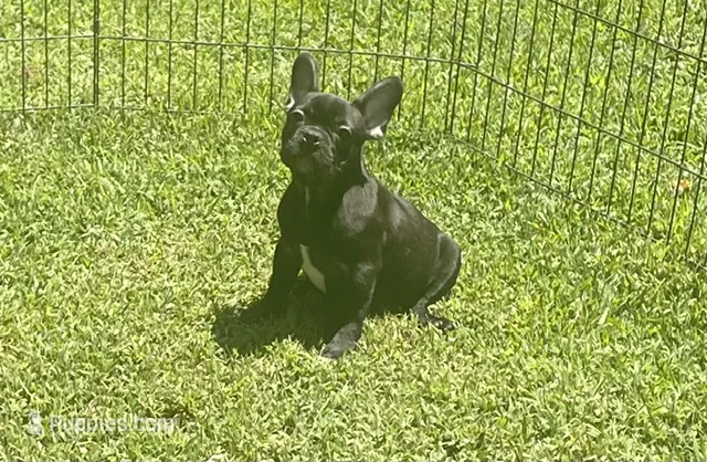 Chocolate – French Bulldog puppy for sale in Vienna, MO