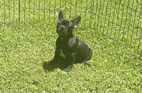 Chocolate, a male French Bulldog for sale in Vienna, MO – 3 of 7