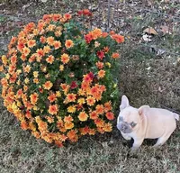 Nugget, a female French Bulldog for sale in Vienna, MO – 8 of 10