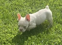 Saint, a male French Bulldog for sale in Vienna, MO – 7 of 8