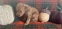 Poco, a male Cavapoo for sale in Vienna, MO – 6 of 8