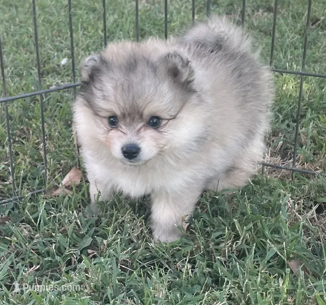 Skye – Pomsky puppy for sale in Vienna, MO