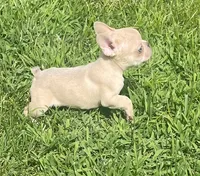 Kash, a male French Bulldog for sale in Vienna, MO – 5 of 7