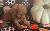 Pippa, a female Cavapoo for sale in Vienna, MO – 3 of 8
