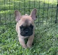 Riggs, a male French Bulldog for sale in Vienna, MO – 3 of 6
