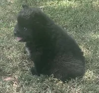 Jey-Jey, a male Pomsky for sale in Vienna, MO – 5 of 9