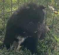 Skipper, a male Pomsky for sale in Vienna, MO – 3 of 9