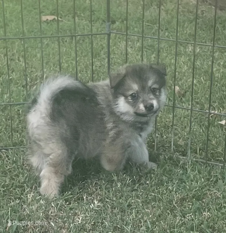 Jag – Pomsky puppy for sale in Vienna, MO
