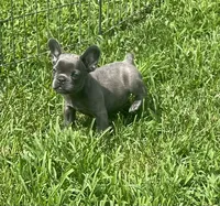 KoKo, a female French Bulldog for sale in Vienna, MO – 5 of 6