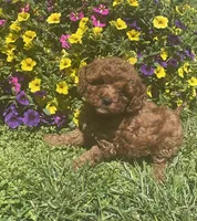 Ruby, a female Cavapoo for sale in Vienna, MO – 4 of 7