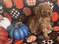 Pearl, a female Cavapoo for sale in Vienna, MO – 9 of 10