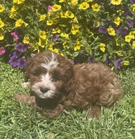 Alfie, a male Cavapoo for sale in Vienna, MO – 6 of 7