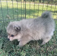 Skye, a female Pomsky for sale in Vienna, MO – 5 of 7