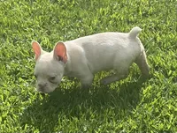 Saint, a male French Bulldog for sale in Vienna, MO – 6 of 8