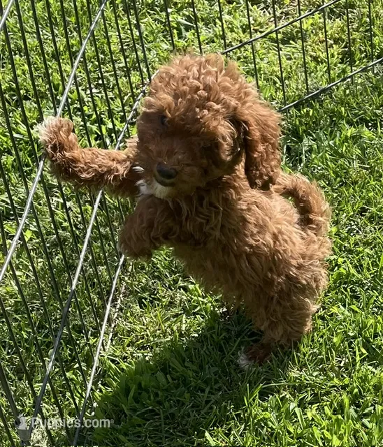 Hazel – Cavapoo puppy for sale in Vienna, MO