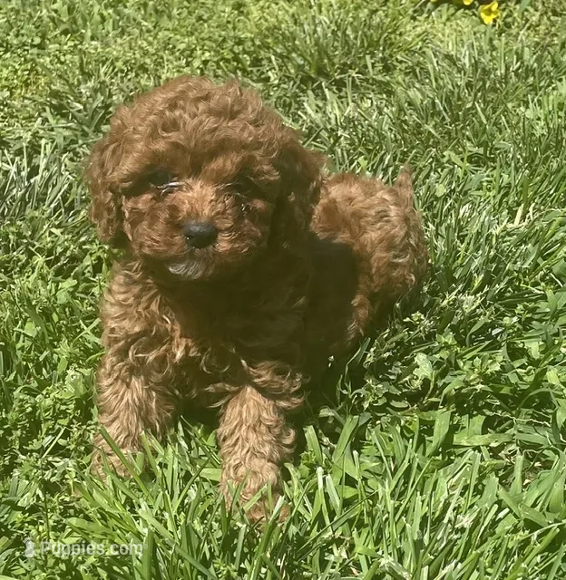 Ruby – Cavapoo puppy for sale in Vienna, MO