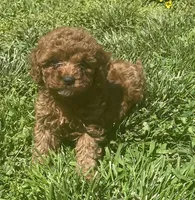 Ruby, a female Cavapoo for sale in Vienna, MO – 2 of 7