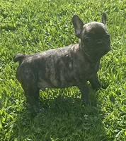 Sancho, a male French Bulldog for sale in Vienna, MO – 6 of 7
