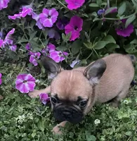 Mochi, a male French Bulldog for sale in Vienna, MO – 8 of 10
