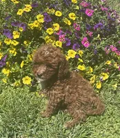 Honey, a female Cavapoo for sale in Vienna, MO – 6 of 7