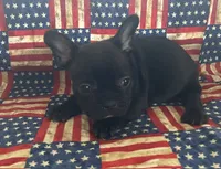Chocolate, a male French Bulldog for sale in Vienna, MO – 3 of 6