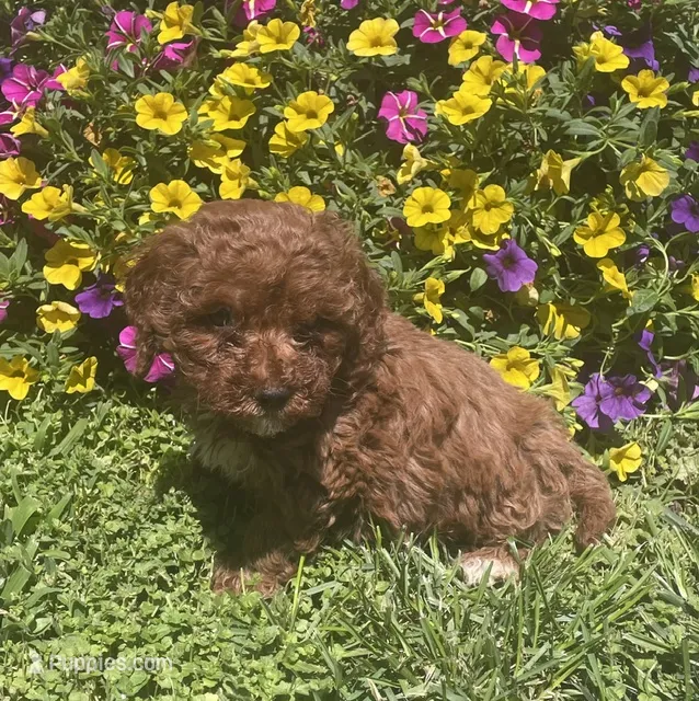 Hazel – Cavapoo puppy for sale in Vienna, MO