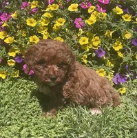 Hazel, a female Cavapoo for sale in Vienna, MO – 1 of 6