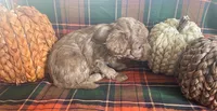 PeeWee, a male Cavapoo for sale in Vienna, MO – 7 of 8