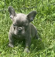 KitKat, a female French Bulldog for sale in Vienna, MO – 8 of 8