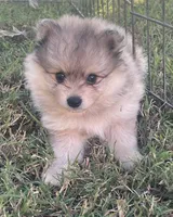 Skye, a female Pomsky for sale in Vienna, MO – 4 of 7