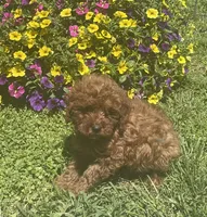 Rudy, a male Cavapoo for sale in Vienna, MO – 4 of 7