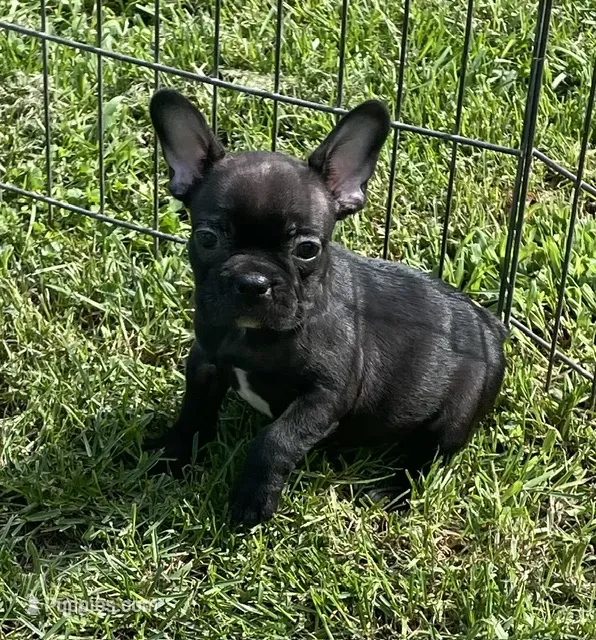 Chocolate – French Bulldog puppy for sale in Vienna, MO