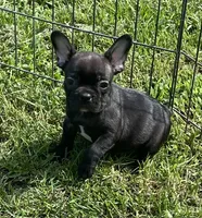 Chocolate, a male French Bulldog for sale in Vienna, MO – 1 of 4