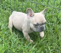 Iven, a male French Bulldog for sale in Vienna, MO – 2 of 6