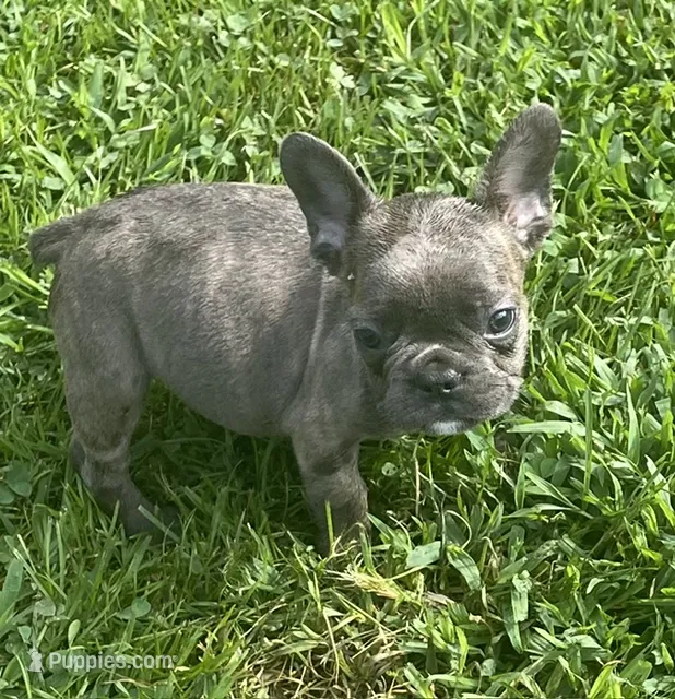Storm – French Bulldog puppy for sale in Vienna, MO