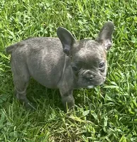 Storm, a male French Bulldog for sale in Vienna, MO – 7 of 7