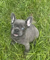 KoKo, a female French Bulldog for sale in Vienna, MO – 2 of 6