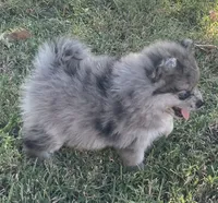 Skittles, a female Pomsky for sale in Vienna, MO – 3 of 7