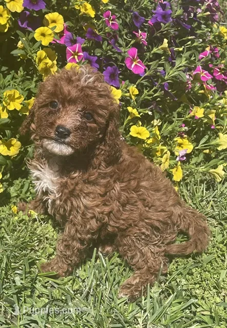 Honey – Cavapoo puppy for sale in Vienna, MO