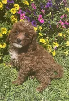 Honey, a female Cavapoo for sale in Vienna, MO – 1 of 7