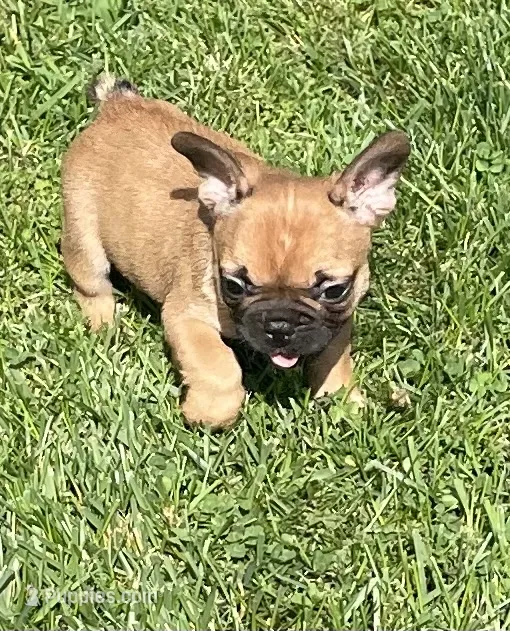 Mochi – French Bulldog puppy for sale in Vienna, MO