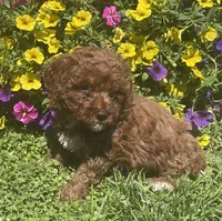 Hazel, a female Cavapoo for sale in Vienna, MO – 5 of 6