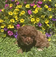 Hazel, a female Cavapoo for sale in Vienna, MO – 6 of 6